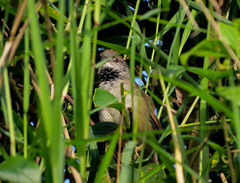 Synallaxis albescens