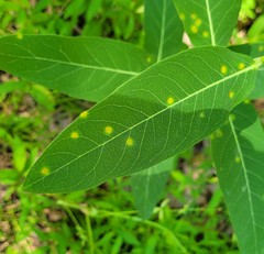Puccinia smilacis