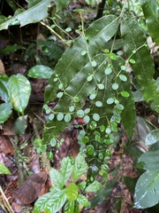 Peperomia rotundifolia