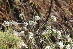 Pimelea angustifolia