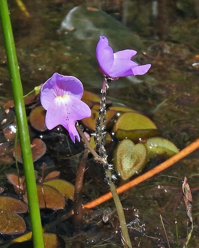 Utricularia myriocista A.St.-Hil. & Girard 2