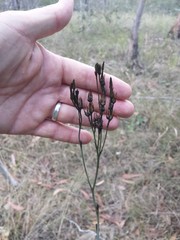 Haemodorum austroqueenslandicum