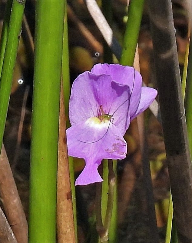 Utricularia myriocista A.St.-Hil. & Girard 3