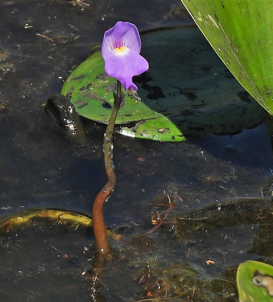 Utricularia myriocista A.St.-Hil. & Girard 4