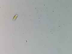 Cryptista