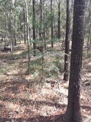 Araucaria cunninghamii