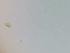 Cryptista