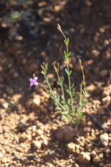 Boronia spathulata