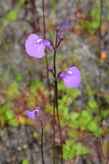 Utricularia dichotoma
