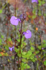 Utricularia dichotoma