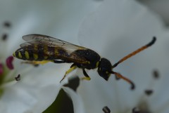 Sapygidae