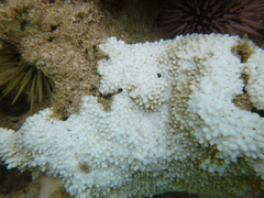 Montipora capitata