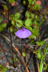 Utricularia dichotoma