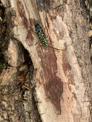 Megacyllene robiniae