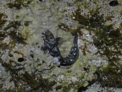 Istiblennius zebra