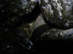 Gymnothorax flavimarginatus