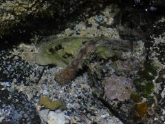 Dolabella auricularia