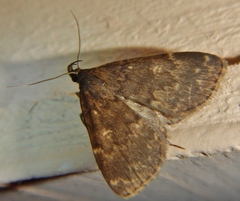 Idia concisa