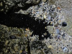 Holothuria leucospilota