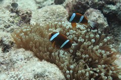 Amphiprion