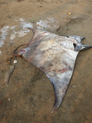 Mobula tarapacana