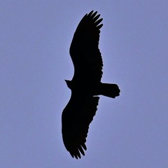 Cathartes aura