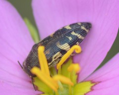 Acmaeodera pulchella