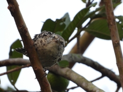 Campylorhynchus zonatus