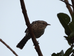 Campylorhynchus zonatus