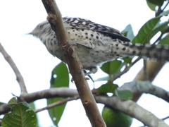 Campylorhynchus zonatus