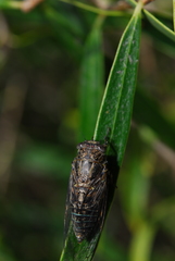 Physeema labyrinthica