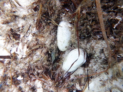 Venerupis galactites