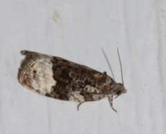 Apotomis funerea