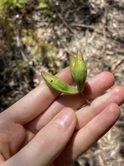 Eucalyptus planchoniana