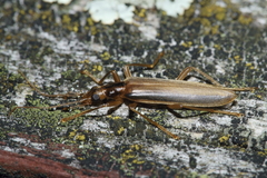 Thelyphassa lineata