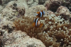 Amphiprion