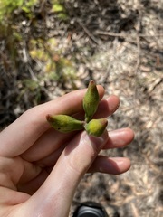 Eucalyptus planchoniana