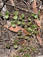 Gonocarpus micranthus micranthus