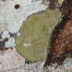 Neoprotoparmelia amerisidiata