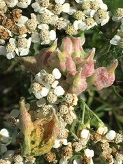 Aceria kiefferi