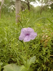 Ruellia ciliatiflora