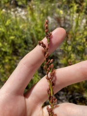Baloskion tetraphyllum