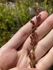 Baloskion tetraphyllum