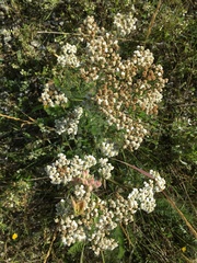 Aceria kiefferi
