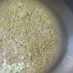 Neoprotoparmelia amerisidiata