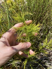 Baloskion tetraphyllum