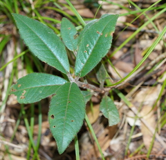 Ardisia villosa