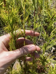 Baloskion tetraphyllum