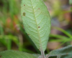 Ardisia villosa