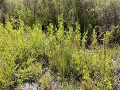 Baloskion tetraphyllum